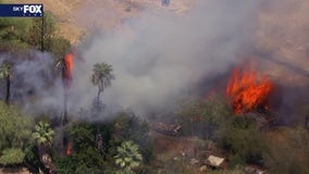 Crews battle tree fire in south Phoenix