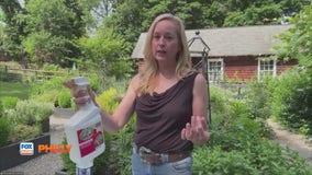 Tuesdays with Toni: How to treat a bug problem in your garden | FOX Weather Philly