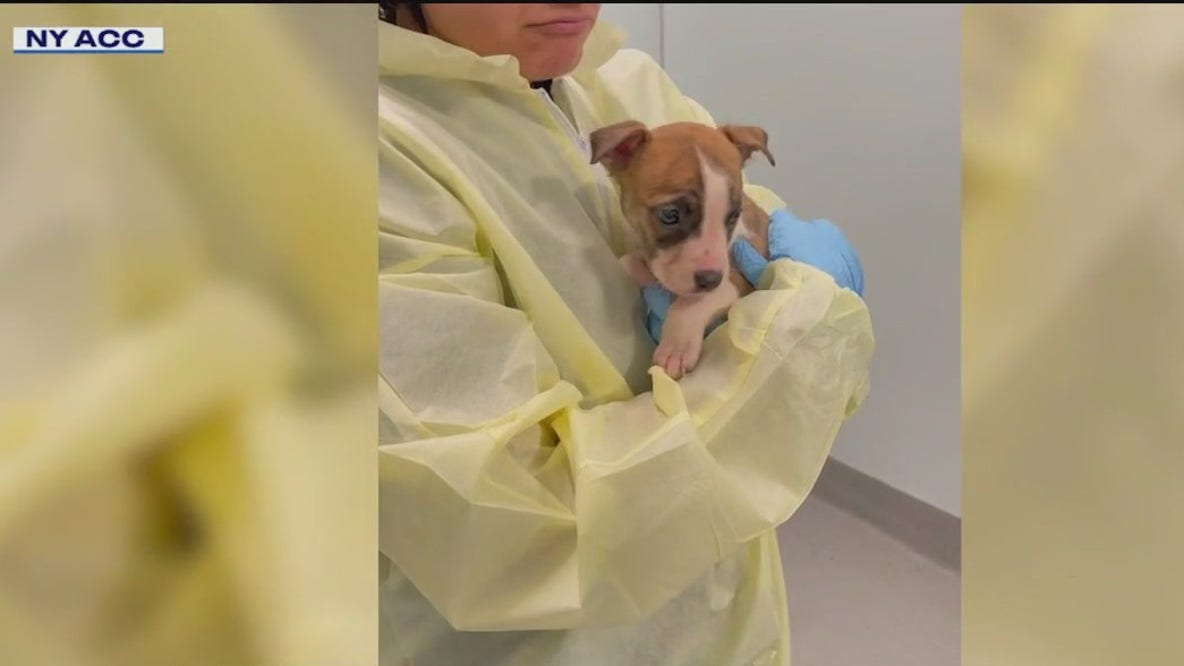 Queens baby was not mauled to death by puppy, medical examiner says