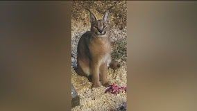 Exotic caracal found in Chicago suburbs finds new home in Wisconsin sanctuary