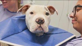 Jefferson up for adoption at PAWS Chicago after recovering from illness