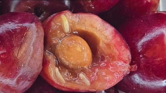 Bag of cherries infested with maggots from 'cherry chomping pest' stopped at Detroit Metro Airport