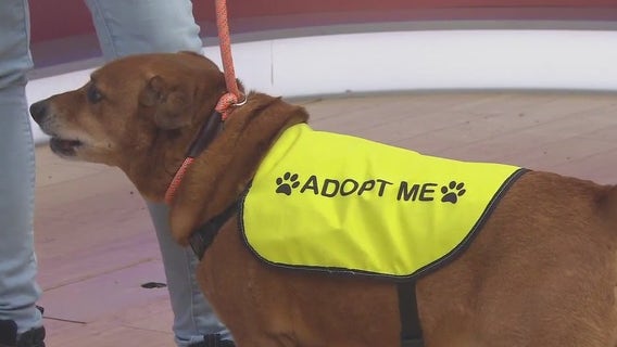 Adopt-A-Pet: Meet Ziggy