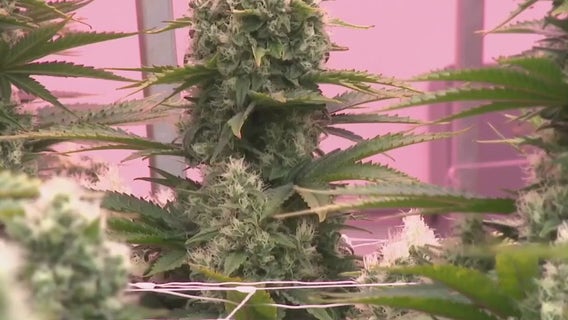 Texas THC ban: Lawmakers debate legislation against hemp, THC products