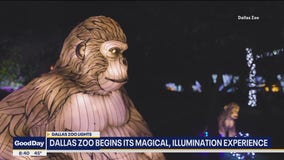 A holiday tradition is back: Dallas Zoo Lights returns