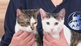 Meet Maeve and Millie: Our Pets of the Day