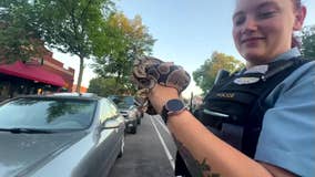 Large snake left in rideshare recovered by MPD