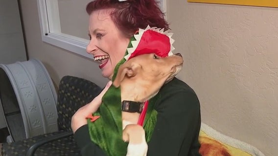 Halloween safety: Pet rescue gives do's & don'ts for furry friends