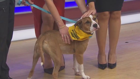 Adopt-A-Pet: Meet Little Girl