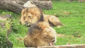 Meet the kings of Brookfield Zoo Chicago