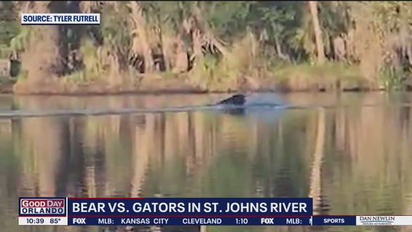 Bear vs. alligators in St. Johns River