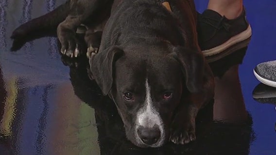 Meet Rocky: Our Pet of the Day