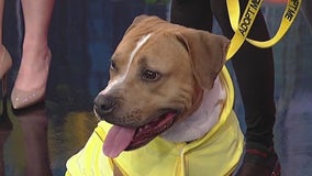 Meet Variago: Our Pet of the Day