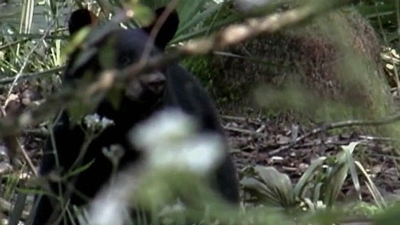 Florida officials weigh first bear hunt in a decade amid controversy