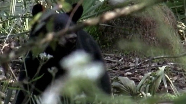 Florida officials weigh first bear hunt in a decade amid controversy
