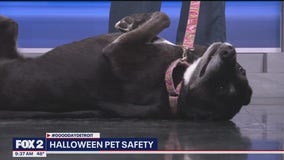 Halloween pet safety