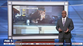 Bear caught on camera raiding ice cream shop