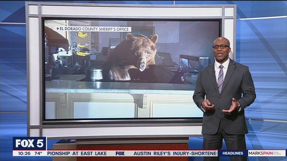 Bear caught on camera raiding ice cream shop