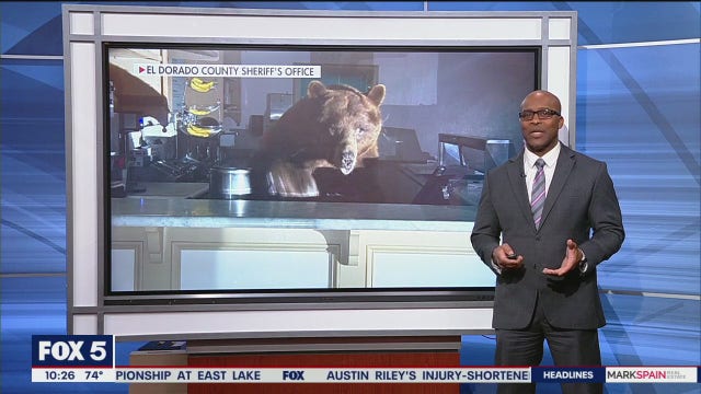 Bear caught on camera raiding ice cream shop