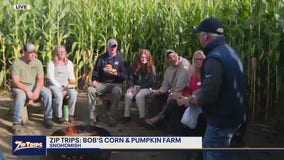 Zip Trips: Hanging out in the corn maze at Bob's Corn and Pumpkin Farm