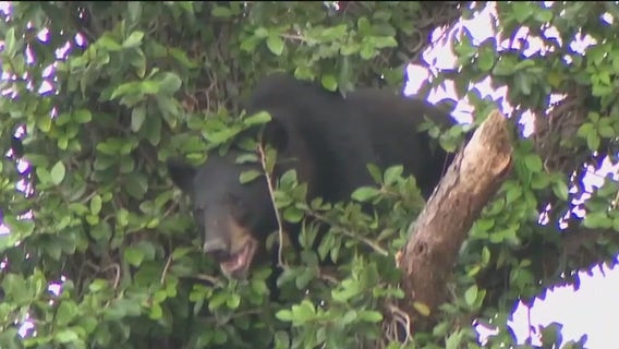 Here's what Florida's bear hunt would look like if it moves forward