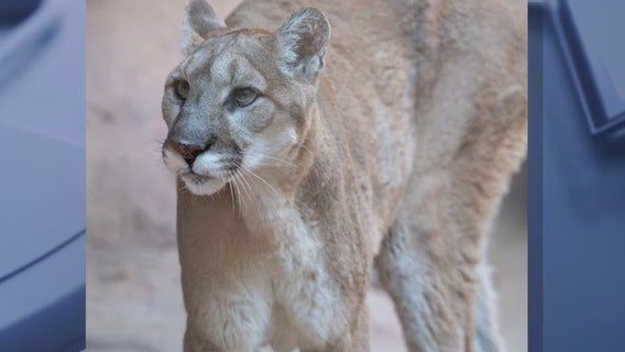 Phoenix Zoo's mountain lion, Sierra, dies