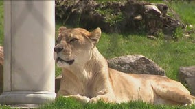 Animals and the eclipse