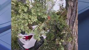 Storm aftermath includes downed trees in Birmingham