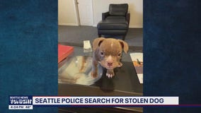 Seattle police searching for stolen micro bully dog