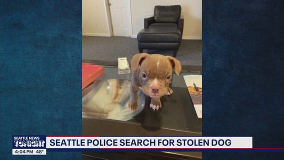 Seattle police searching for stolen micro bully dog