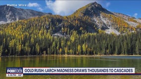 'Larch Madness' draws thousands to North Cascades