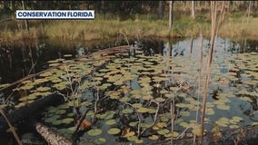 Conservation Florida: On a mission to give bears room to roam