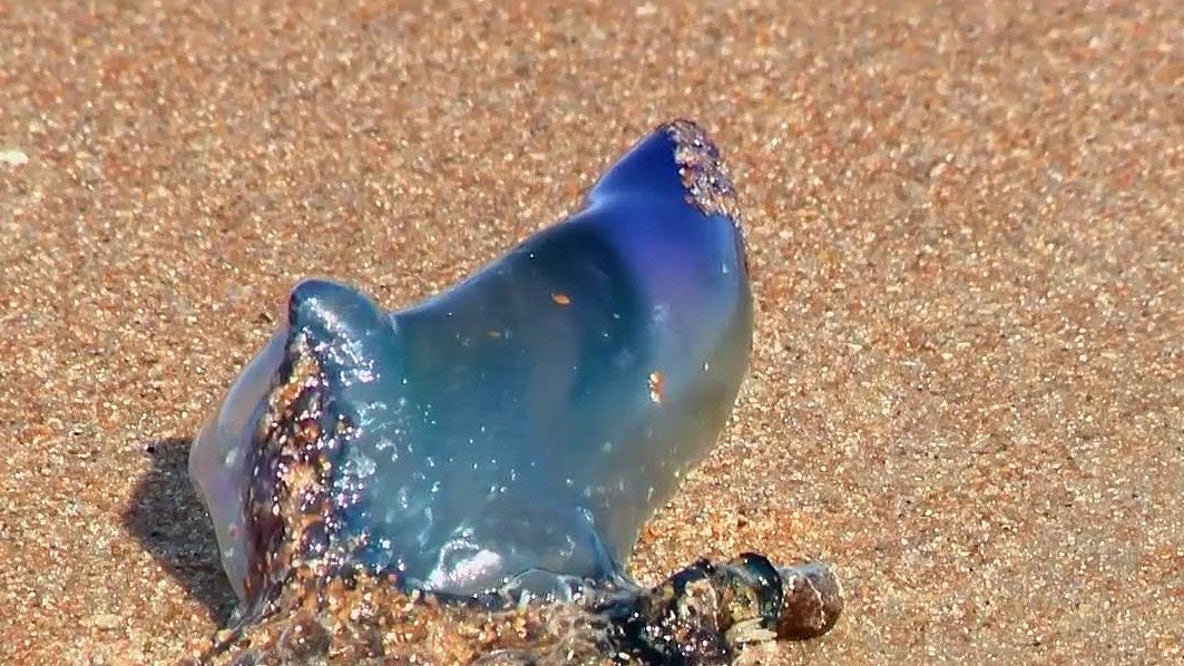 Portuguese man o' war spotted on Florida beaches