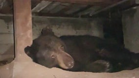 Bear makes himself home under Sierra Madre home