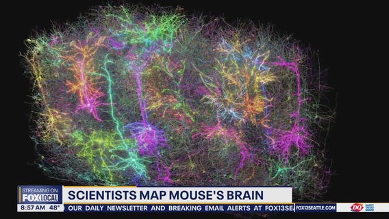 Scientists map mouse's brain