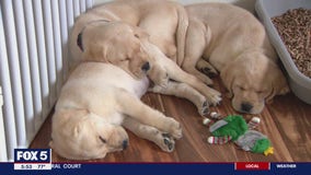 Service dogs get ready for graduation in Montgomery County