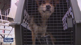 Shelter pets airlifted to Everett