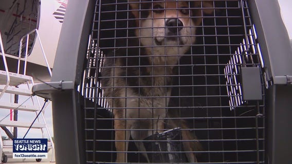 Shelter pets airlifted to Everett