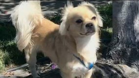 Fremont authorities search for dog that fatally attacked smaller dog in park
