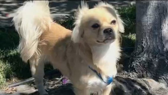 Fremont authorities search for dog that fatally attacked smaller dog in park