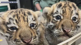 Minnesota Zoo tiger cubs roam their new home