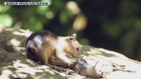 CA squirrels show carnivorous behavior for the first time