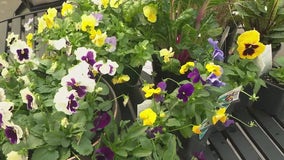 The colorful history of pansies