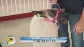 Showing animals at Racine County Fair