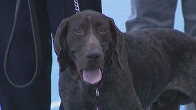 NYPD welcomes nearly two dozen K-9 officers