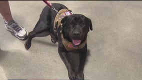 Program helps pair veterans with service animals