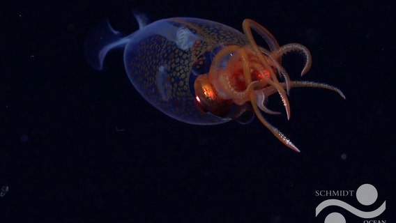 Colossal squid caught on deep-sea camera for first time, researchers say