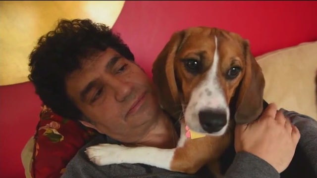 NYC could allow paid sick leave for pet care