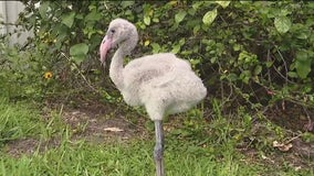 Wild Wednesday: Meet SeaWorld's new baby flamingo