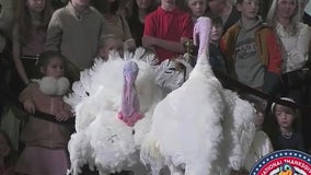 Biden pardons turkeys ahead of Thanksgiving